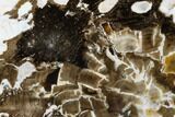 Petrified Peanut Wood Slab - Australia #175075-1
